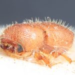 male | Image Author: TH Atkinson | Florida State Collection of Arthropods, Gainesville, Florida | holotype Mimips sexdentatus Eggers, 1944 | holotype | Matadi | Collection: Entomology