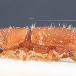 male | Image Author: TH Atkinson | Florida State Collection of Arthropods, Gainesville, Florida | holotype Mimips sexdentatus Eggers, 1944 | holotype | Matadi | Collection: Entomology