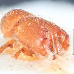 male | Image Author: TH Atkinson | Florida State Collection of Arthropods, Gainesville, Florida | holotype Mimips sexdentatus Eggers, 1944 | holotype | Matadi | Collection: Entomology