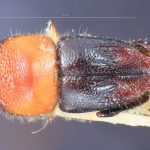 female | Image Author: TH Atkinson | Florida State Collection of Arthropods, Gainesville, Florida | lectotype Xyleborus collaris Eggers, 1923 | lectotype | Batoe Islands, Tanah Masa | Collection: Entomology