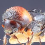 female | Image Author: TH Atkinson | Florida State Collection of Arthropods, Gainesville, Florida | lectotype Xyleborus collaris Eggers, 1923 | lectotype | Batoe Islands, Tanah Masa | Collection: Entomology