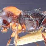 female | Image Author: TH Atkinson | Florida State Collection of Arthropods, Gainesville, Florida | lectotype Xyleborus collaris Eggers, 1923 | lectotype | Batoe Islands, Tanah Masa | Collection: Entomology