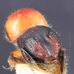 female | Image Author: TH Atkinson | Florida State Collection of Arthropods, Gainesville, Florida | lectotype Xyleborus collaris Eggers, 1923 | lectotype | Batoe Islands, Tanah Masa | Collection: Entomology