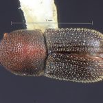male | Image Author: TH Atkinson | Florida State Collection of Arthropods, Gainesville, Florida | Finca Taboga, nr. Cañas | Collection: Entomology