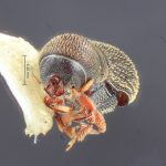 male | Image Author: TH Atkinson | Florida State Collection of Arthropods, Gainesville, Florida | Finca Taboga, nr. Cañas | Collection: Entomology