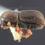 male | Image Author: TH Atkinson | Florida State Collection of Arthropods, Gainesville, Florida | Finca Taboga, nr. Cañas | Collection: Entomology