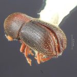 male | Image Author: TH Atkinson | Florida State Collection of Arthropods, Gainesville, Florida | Finca Taboga, nr. Cañas | Collection: Entomology