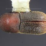 female | Image Author: TH Atkinson | Florida State Collection of Arthropods, Gainesville, Florida | Finca Taboga, nr. Cañas | Collection: Entomology