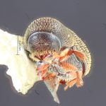 female | Image Author: TH Atkinson | Florida State Collection of Arthropods, Gainesville, Florida | Finca Taboga, nr. Cañas | Collection: Entomology