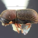 female | Image Author: TH Atkinson | Florida State Collection of Arthropods, Gainesville, Florida | Finca Taboga, nr. Cañas | Collection: Entomology