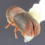 female | Image Author: TH Atkinson | Florida State Collection of Arthropods, Gainesville, Florida | Finca Taboga, nr. Cañas | Collection: Entomology