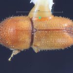 male | Image Author: TH Atkinson | Florida State Collection of Arthropods, Gainesville, Florida | allotype Dendroterus resolutus Wood | allotype | Playa del Coco | Collection: Entomology