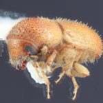 male | Image Author: TH Atkinson | Florida State Collection of Arthropods, Gainesville, Florida | allotype Dendroterus resolutus Wood | allotype | Playa del Coco | Collection: Entomology