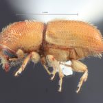 male | Image Author: TH Atkinson | Florida State Collection of Arthropods, Gainesville, Florida | allotype Dendroterus resolutus Wood | allotype | Playa del Coco | Collection: Entomology