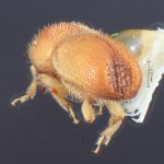 male | Image Author: TH Atkinson | Florida State Collection of Arthropods, Gainesville, Florida | allotype Dendroterus resolutus Wood | allotype | Playa del Coco | Collection: Entomology