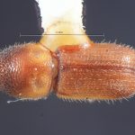 female | Image Author: TH Atkinson | Florida State Collection of Arthropods, Gainesville, Florida | paratype Dendroterus resolutus Wood | paratype | Playa del Coco | Collection: Entomology