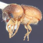 female | Image Author: TH Atkinson | Florida State Collection of Arthropods, Gainesville, Florida | paratype Dendroterus resolutus Wood | paratype | Playa del Coco | Collection: Entomology