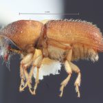 female | Image Author: TH Atkinson | Florida State Collection of Arthropods, Gainesville, Florida | paratype Dendroterus resolutus Wood | paratype | Playa del Coco | Collection: Entomology