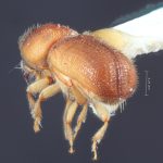 female | Image Author: TH Atkinson | Florida State Collection of Arthropods, Gainesville, Florida | paratype Dendroterus resolutus Wood | paratype | Playa del Coco | Collection: Entomology