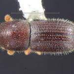 female | Image Author: TH Atkinson | Florida State Collection of Arthropods, Gainesville, Florida | Totolapan, 4 mi (6 km) N | Collection: Entomology