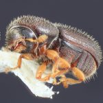 female | Image Author: TH Atkinson | Florida State Collection of Arthropods, Gainesville, Florida | Totolapan, 4 mi (6 km) N | Collection: Entomology
