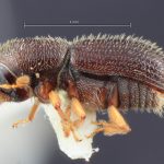 female | Image Author: TH Atkinson | Florida State Collection of Arthropods, Gainesville, Florida | Totolapan, 4 mi (6 km) N | Collection: Entomology