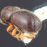 female | Image Author: TH Atkinson | Florida State Collection of Arthropods, Gainesville, Florida | Totolapan, 4 mi (6 km) N | Collection: Entomology