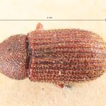 male | Image Author: TH Atkinson | Florida State Collection of Arthropods, Gainesville, Florida | holotype Hylastinus pilosus Eggers, 1944 | holotype | Algeria (country / region) | Collection: Entomology