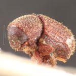 male | Image Author: TH Atkinson | Florida State Collection of Arthropods, Gainesville, Florida | holotype Hylastinus pilosus Eggers, 1944 | holotype | Algeria (country / region) | Collection: Entomology