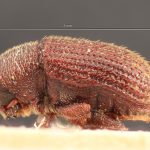 male | Image Author: TH Atkinson | Florida State Collection of Arthropods, Gainesville, Florida | holotype Hylastinus pilosus Eggers, 1944 | holotype | Algeria (country / region) | Collection: Entomology