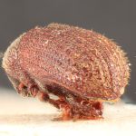 male | Image Author: TH Atkinson | Florida State Collection of Arthropods, Gainesville, Florida | holotype Hylastinus pilosus Eggers, 1944 | holotype | Algeria (country / region) | Collection: Entomology