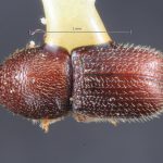 male | Image Author: TH Atkinson | Florida State Collection of Arthropods, Gainesville, Florida | Tequila, 3 mi NW | Collection: Entomology