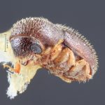 male | Image Author: TH Atkinson | Florida State Collection of Arthropods, Gainesville, Florida | Tequila, 3 mi NW | Collection: Entomology