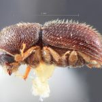 male | Image Author: TH Atkinson | Florida State Collection of Arthropods, Gainesville, Florida | Tequila, 3 mi NW | Collection: Entomology