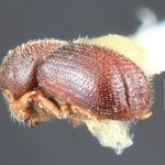 male | Image Author: TH Atkinson | Florida State Collection of Arthropods, Gainesville, Florida | Tequila, 3 mi NW | Collection: Entomology
