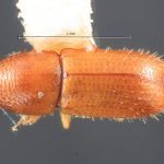 male | Image Author: TH Atkinson | Florida State Collection of Arthropods, Gainesville, Florida | allotype Dendroterus sodalis Wood | allotype | Volcán del Agua | Collection: Entomology