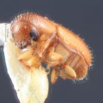 male | Image Author: TH Atkinson | Florida State Collection of Arthropods, Gainesville, Florida | allotype Dendroterus sodalis Wood | allotype | Volcán del Agua | Collection: Entomology