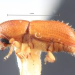 male | Image Author: TH Atkinson | Florida State Collection of Arthropods, Gainesville, Florida | allotype Dendroterus sodalis Wood | allotype | Volcán del Agua | Collection: Entomology