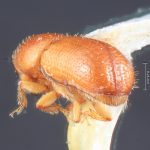 male | Image Author: TH Atkinson | Florida State Collection of Arthropods, Gainesville, Florida | allotype Dendroterus sodalis Wood | allotype | Volcán del Agua | Collection: Entomology