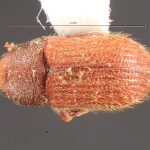 male | Image Author: TH Atkinson | Florida State Collection of Arthropods, Gainesville, Florida | holotype Xylechinosomus pilosus Wood, 1985 | holotype | Curitiba | Collection: Entomology