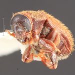 male | Image Author: TH Atkinson | Florida State Collection of Arthropods, Gainesville, Florida | holotype Xylechinosomus pilosus Wood, 1985 | holotype | Curitiba | Collection: Entomology