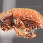 male | Image Author: TH Atkinson | Florida State Collection of Arthropods, Gainesville, Florida | holotype Xylechinosomus pilosus Wood, 1985 | holotype | Curitiba | Collection: Entomology