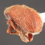 male | Image Author: TH Atkinson | Florida State Collection of Arthropods, Gainesville, Florida | holotype Xylechinosomus pilosus Wood, 1985 | holotype | Curitiba | Collection: Entomology