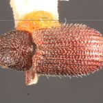 female | Image Author: TH Atkinson | Florida State Collection of Arthropods, Gainesville, Florida | Gaspe Co. | Collection: Entomology