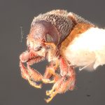 female | Image Author: TH Atkinson | Florida State Collection of Arthropods, Gainesville, Florida | Gaspe Co. | Collection: Entomology