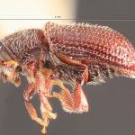 female | Image Author: TH Atkinson | Florida State Collection of Arthropods, Gainesville, Florida | Gaspe Co. | Collection: Entomology