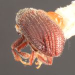 female | Image Author: TH Atkinson | Florida State Collection of Arthropods, Gainesville, Florida | Gaspe Co. | Collection: Entomology