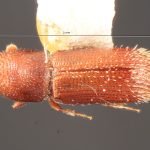 male | Image Author: TH Atkinson | Florida State Collection of Arthropods, Gainesville, Florida | types Micracis ovatus Wood 1956 | paratype | Teziutlan, 5 mi NE | Collection: Entomology
