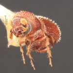 male | Image Author: TH Atkinson | Florida State Collection of Arthropods, Gainesville, Florida | types Micracis ovatus Wood 1956 | paratype | Teziutlan, 5 mi NE | Collection: Entomology