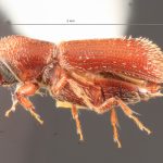 male | Image Author: TH Atkinson | Florida State Collection of Arthropods, Gainesville, Florida | types Micracis ovatus Wood 1956 | paratype | Teziutlan, 5 mi NE | Collection: Entomology